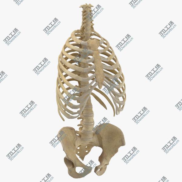 images/goods_img/20210312/3D Real Human Rib Cage Spine and Female Pelvis Bones Anatomy With Intervertibral Disks 01 model/1.jpg